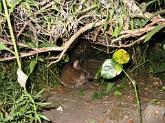 Canicule - Micky dans le jardin 2